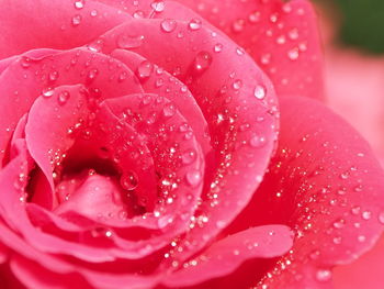 Close-up of raindrops on pink rose