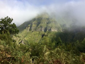 Scenic view of forest against sky