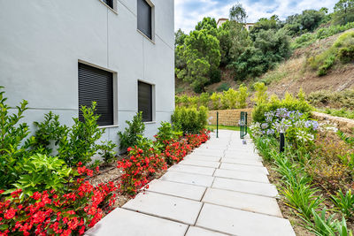 Footpath amidst plants
