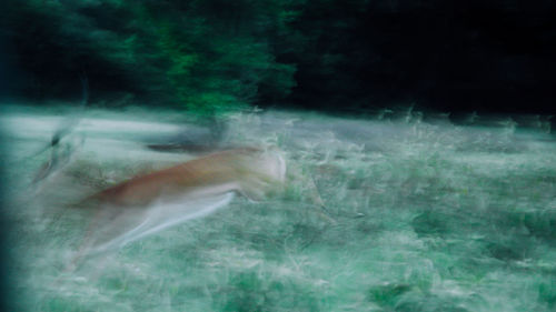 Close-up of fish underwater