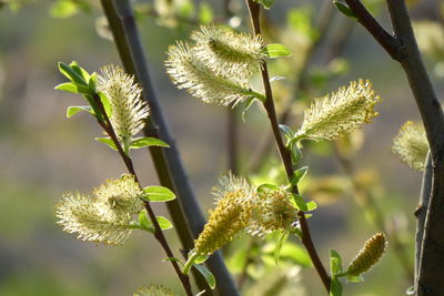 Close-up of flowering plant