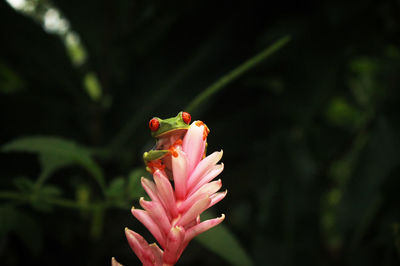 flowering plant