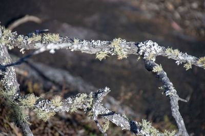 Close-up of frozen tree branch