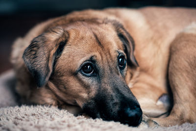 Close-up of a dog