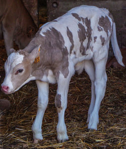 Close-up of goat