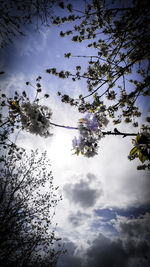 Low angle view of flowering tree against sky