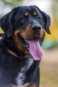 Close-up of dog looking away