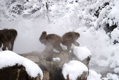 Monkeys on rock at hot spring during winter