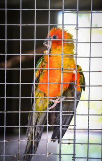 Close-up of parrot in cage