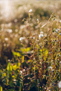 Close-up of flowering plants on field