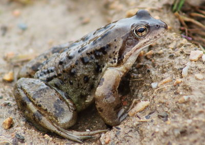 Close-up of frog