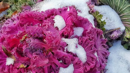 Close-up view of pink petals