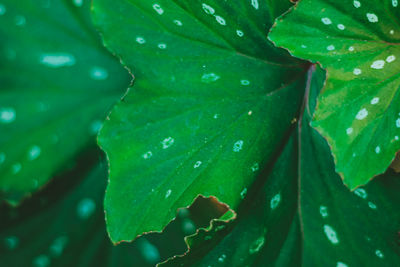 Close-up of wet leaves