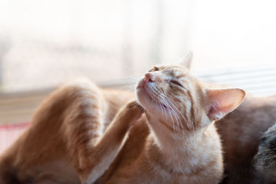 Close-up of a cat looking away