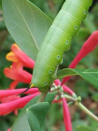 Close-up of leaves