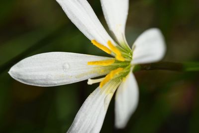 Close-up of white flowers