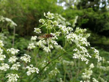 Close-up of bee on white flowers
