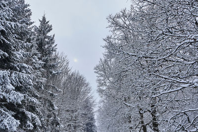 Low angle view of snow covered trees in forest against sky