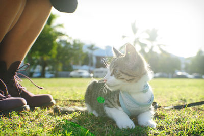 Low section of person by cat on grass