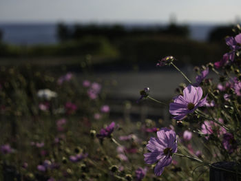 Close-up of pink flowering plant