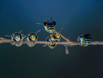 Close-up of insect