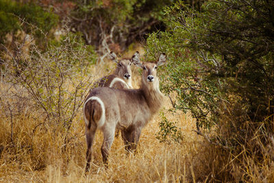 Portrait of deer standing on grassy field in forest