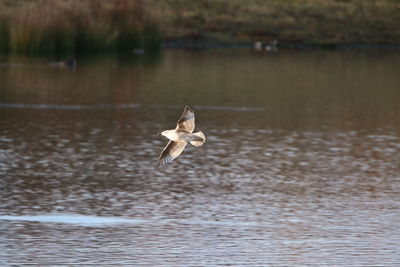 Seagull flying over lake