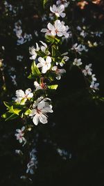 Close-up of white flowers blooming on tree
