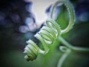 Close-up of plant