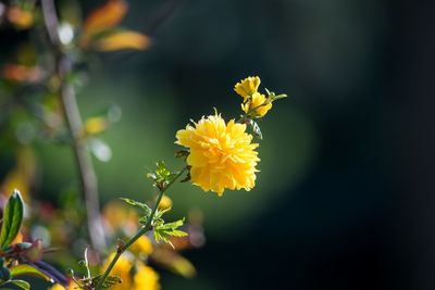 Close-up of insect on yellow flowering plant