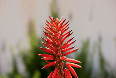Close-up of red flower