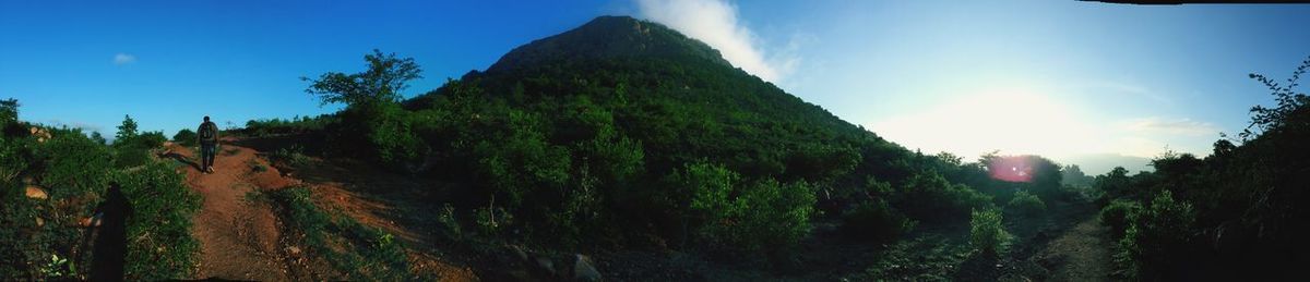 Panoramic view of trees in forest against sky