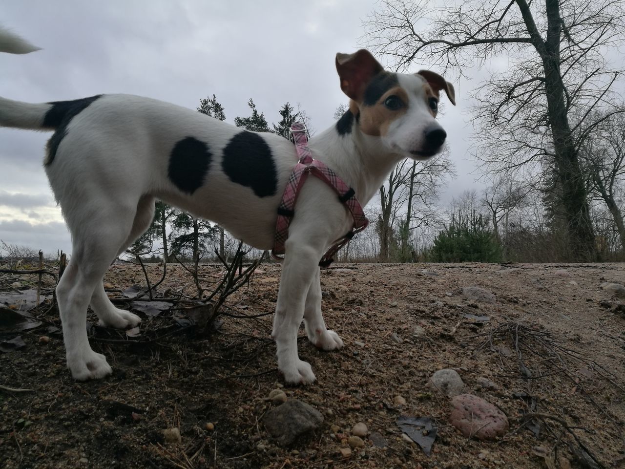 pets, dog, domestic animals, animal themes, mammal, one animal, sky, cloud - sky, no people, outdoors, day, nature, jack russell terrier