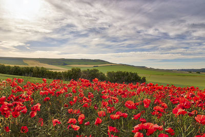 Red flowering plants on field against sky