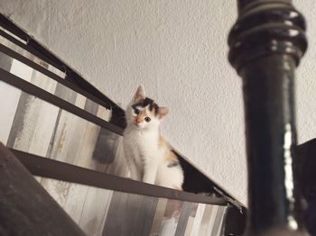 Portrait of a cat on wall