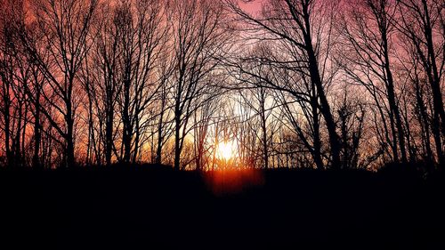 Silhouette of trees at sunset