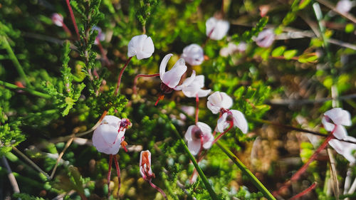 Close-up of white flowering plant