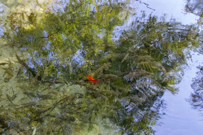 View of fish swimming in lake