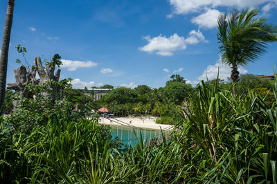 Scenic view of palm trees against sky