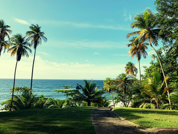 Palm trees on beach against sky