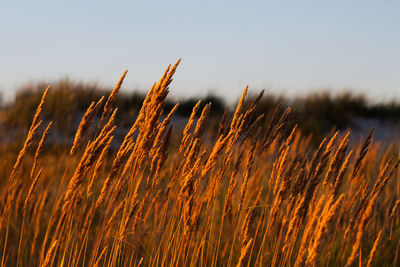 Close-up of stalks in field against sky