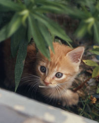 Close-up portrait of cat on plant