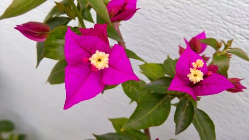 Close-up of pink flowers blooming outdoors