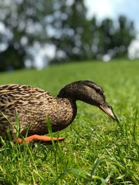 Close-up of a bird on field