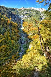 Scenic view of trees in forest