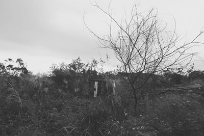 Trees on landscape against clear sky