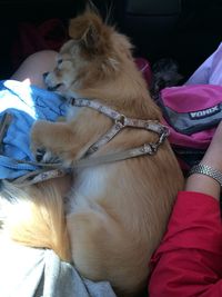 Close-up of dog relaxing on sofa