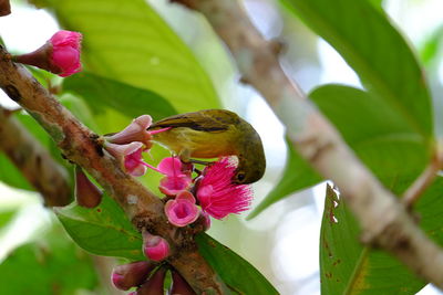 Close-up of bird perching on pink flower