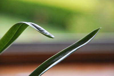 Close-up of water drop on plant