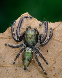 Close-up of spider, hyllus diardi